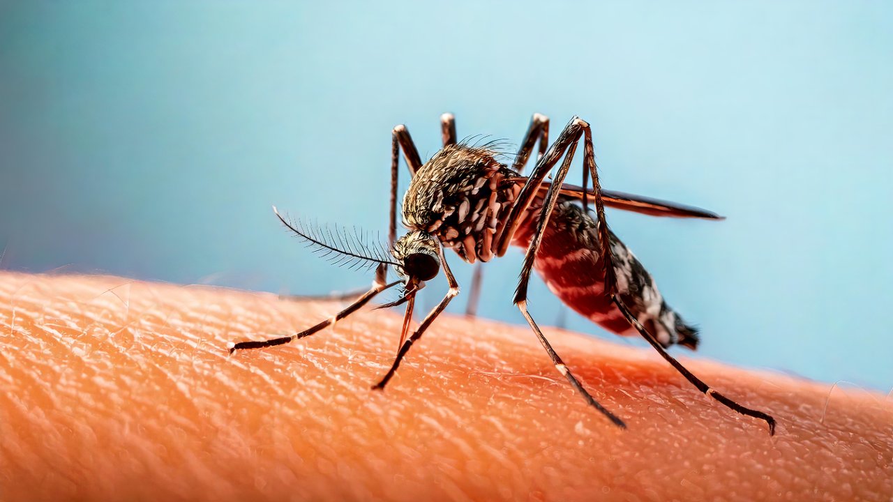 Alerta por dengue en México: 7 muertes y cómo evitar contagios