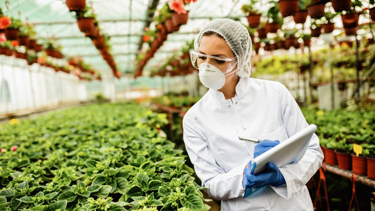 FDA admite error: lechuga mexicana libre de parásito