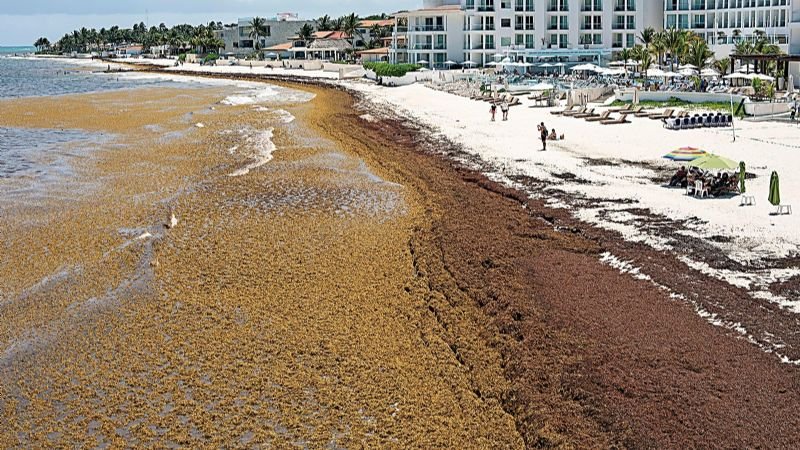 Japón al rescate: tecnología y fondos contra el sargazo en el Caribe mexicano