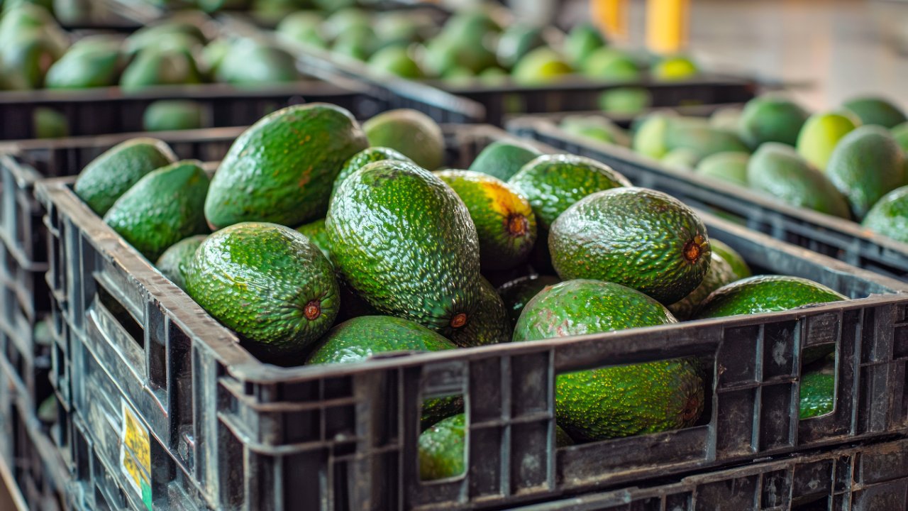 Freno al aguacate: EU suspende importaciones de Michoacán