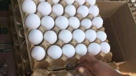 Huevos "pirata" en México: cómo detectar cascarones falsos y evitar estafas