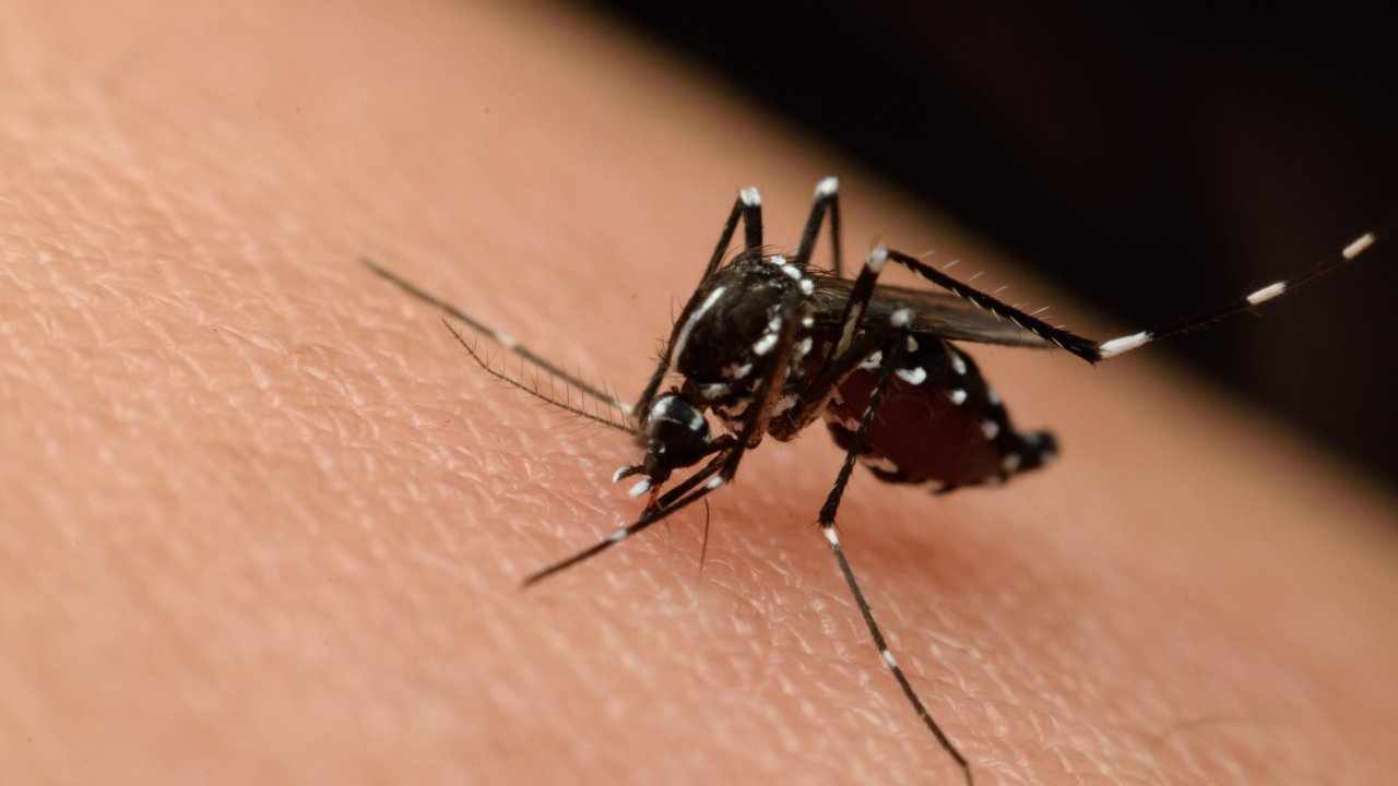 Confirman el primer caso del virus del Nilo en Nueva York este 2026